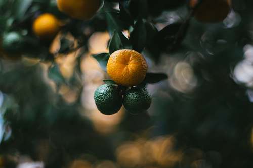 citrus fruit orange and green fruits close up photo food